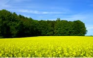 Wald und blühende Wiese